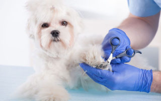 Safety Tips for Dog Groomers